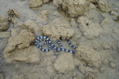 Laticauda laticaudata