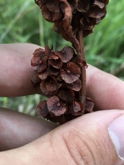 Rumex patientia