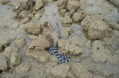 Laticauda laticaudata