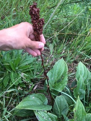 Rumex patientia