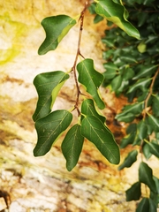 Maclura tricuspidata