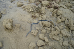 Laticauda laticaudata