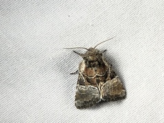 Meropleon diversicolor