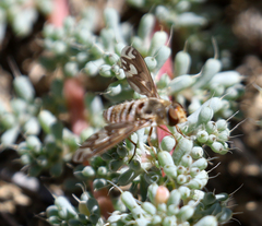 Poecilanthrax willistonii