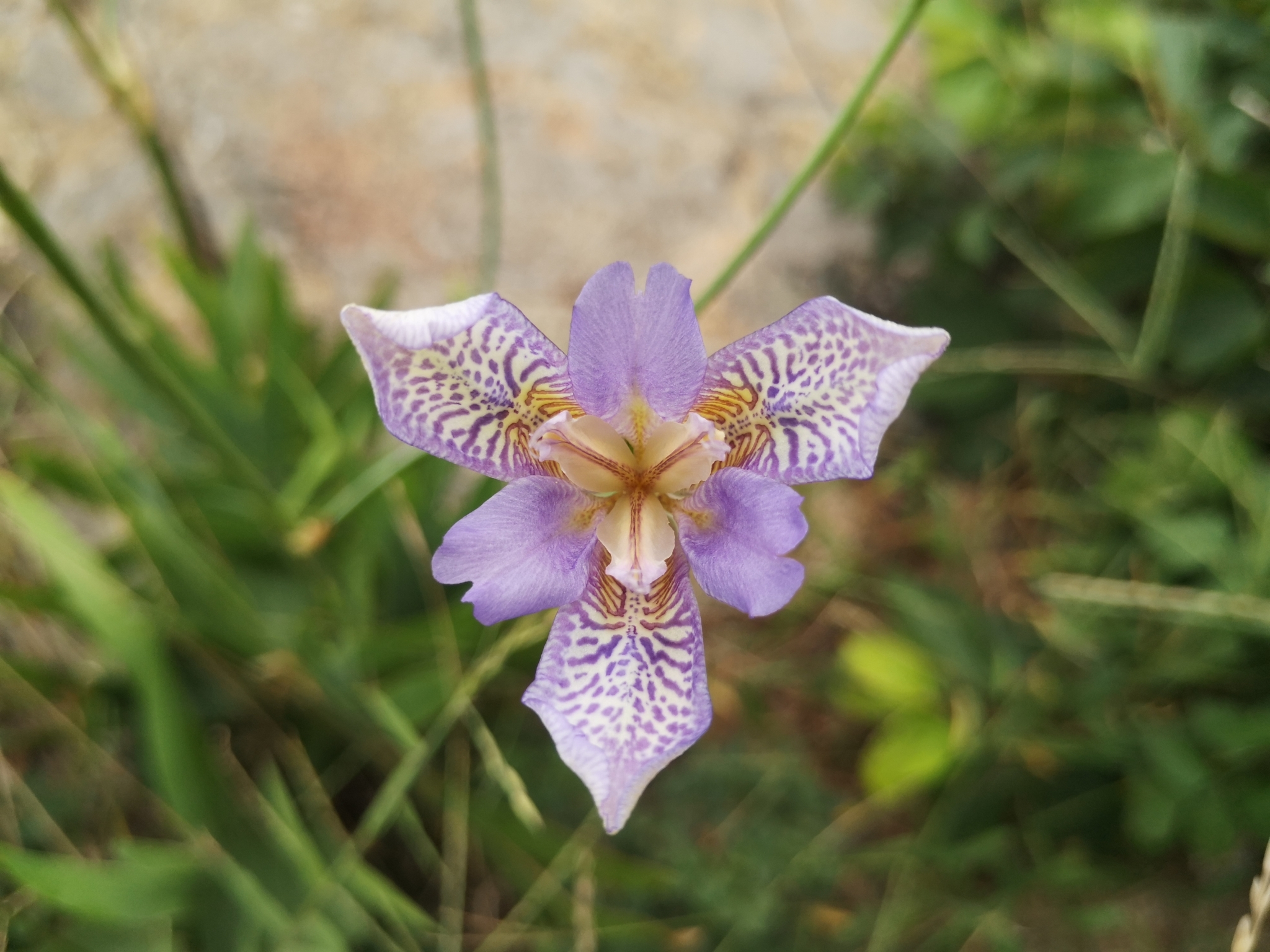 Iris dichotoma