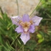 Iris dichotoma - Photo (c) sunwenhao90, μερικά δικαιώματα διατηρούνται (CC BY-NC), uploaded by sunwenhao90