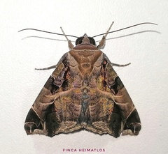 Calyptis