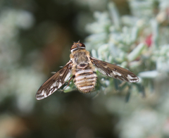 Poecilanthrax willistonii