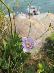 Iris dichotoma