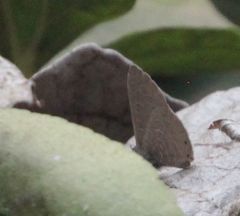 Pseudonacaduba sichela sichela