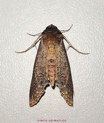 Nagara