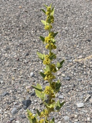 Oxystylis lutea