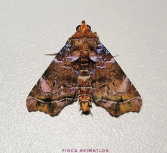 Cecharismena melicerta