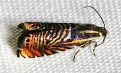 Thaumatographa jonesi