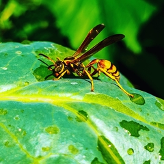 Mischocyttarus flavitarsis