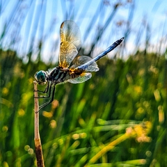 Pachydiplax longipennis