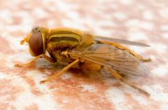Parhelophilus versicolor