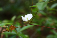 Tephrosia spicata