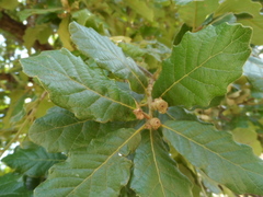 Quercus obtusata