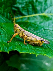 Melanoplus differentialis