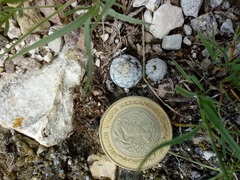 Mammillaria albiflora