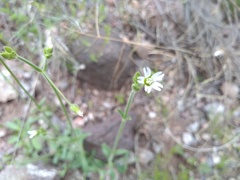 Cerastium texanum