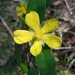 Toothed Guinea Flower - Photo (c) Dion Maple, some rights reserved (CC BY-NC), uploaded by Dion Maple