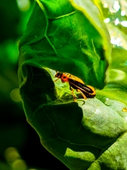 Xanthogaleruca luteola