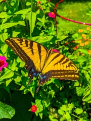 Papilio multicaudata