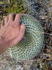 Mammillaria gigantea