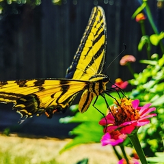 Papilio multicaudata