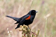 Agelaius phoeniceus californicus