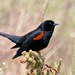 Central Valley Bicolored Blackbird - Photo (c) abcdefgewing, some rights reserved (CC BY-NC), uploaded by abcdefgewing