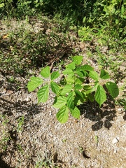 Roseodendron donnell-smithii