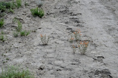 Sphaeralcea coccinea