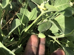 Physalis cinerascens