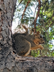Sciurus niger