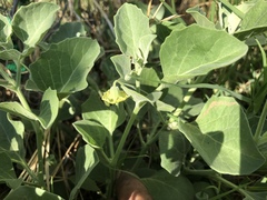 Physalis cinerascens