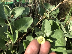Physalis cinerascens