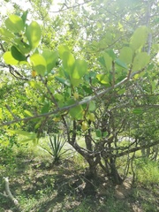 Erythroxylaceae