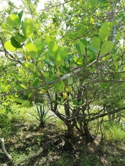 Erythroxylaceae