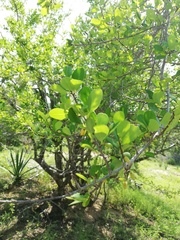Erythroxylaceae