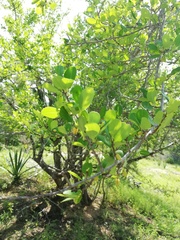 Erythroxylaceae