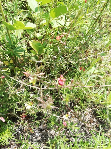 Krameria revoluta (Krameria revoluta)