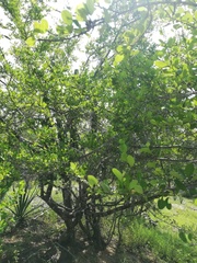 Erythroxylaceae