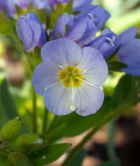 Polemonium californicum