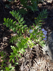 Polemonium californicum