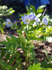 Polemonium californicum