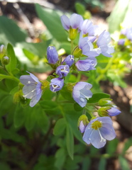 Polemonium californicum
