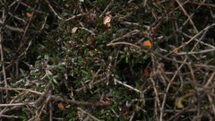 Pittosporum anomalum